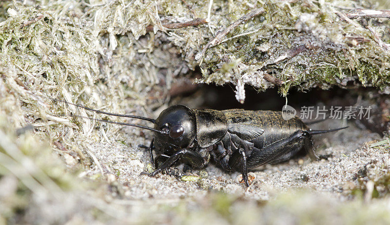 田野蟋蟀(Gryllus campestris)若虫洞